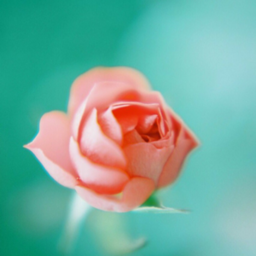 therese -テレーズ-