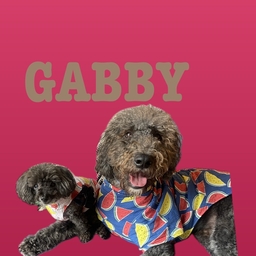 GABBY