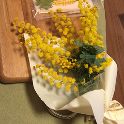 多肉植物  、植物専用店