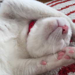 cattripper
