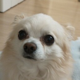 アナベル