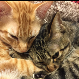 tabbys