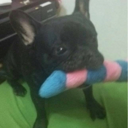 クロ助