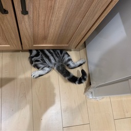 のん
