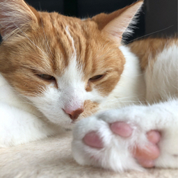 nyanko-baba