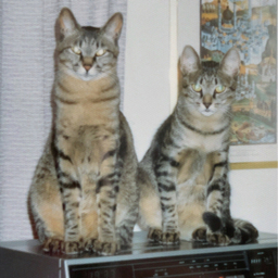 NYAMI TORA