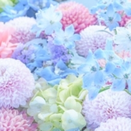 hortensia32
