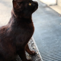 chatonchic