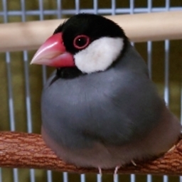 にょんきち