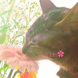 hrm✿