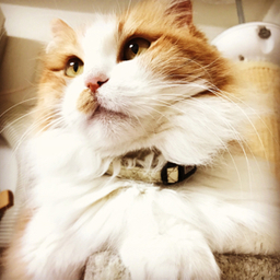Nyan's nail