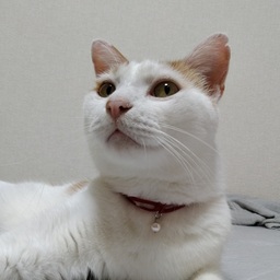 真珠屋のねこ
