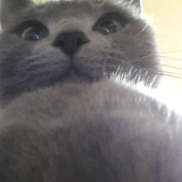 glis