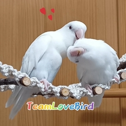 ゆきちゃん@TeamLoveBird