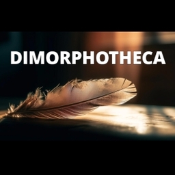 DIMORPHOTHECA