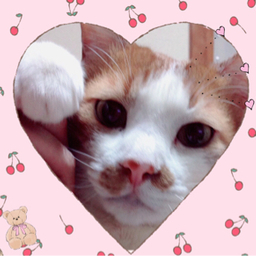 にゃんにゃんこ