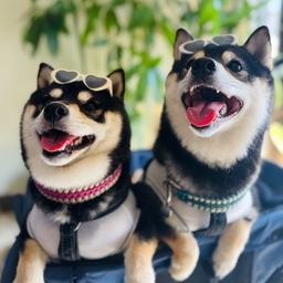 emma-rui