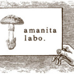 amanita labo.