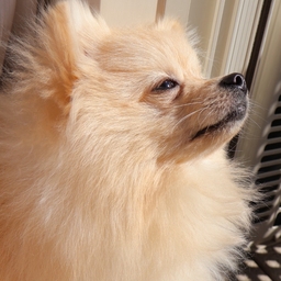 moko