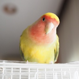 boriko