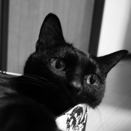 くろねこ