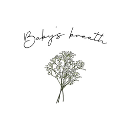 Babys breath  