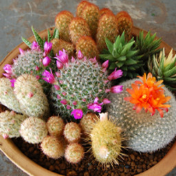 midorinozou