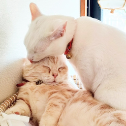 こはくや