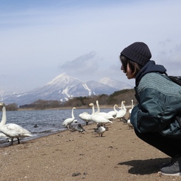 あおい