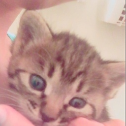 にゃんすけネイル