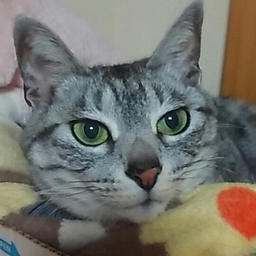 neneko-stone