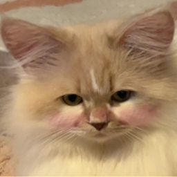 ✿hanaネコ✿