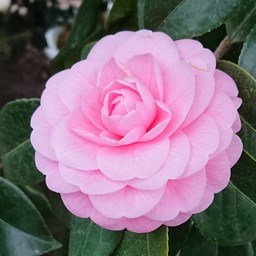 Vanillaさん