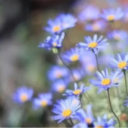 blue*daisy