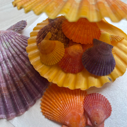 shelllily