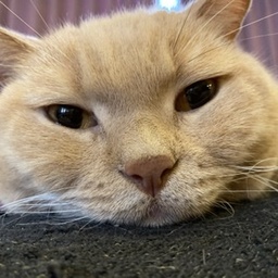 猫飼い