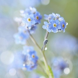 junsblooms