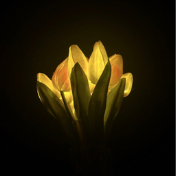 菜の花