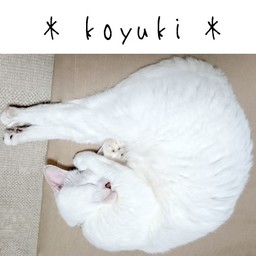 koyuki_k44