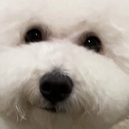 mochi