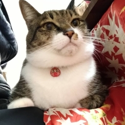 nyanfukudou