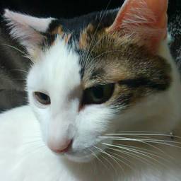 yunnaoyuisak