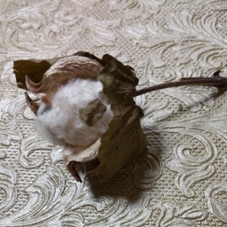 amiamiai