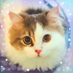 chouchoulea