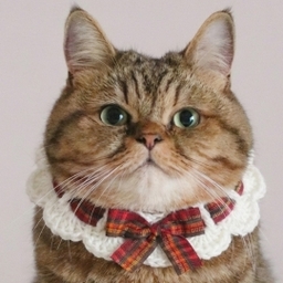 torachanthecat