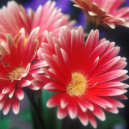 cranberry