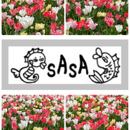 sasa-h