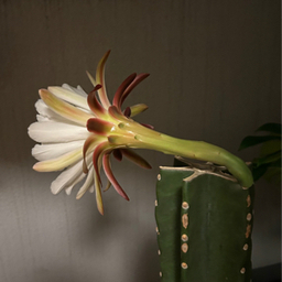Yutaro