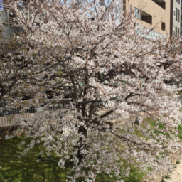 imaaya