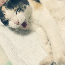 petitbear
